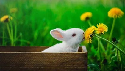 糖心Vlog科普:八卦背后3种类型